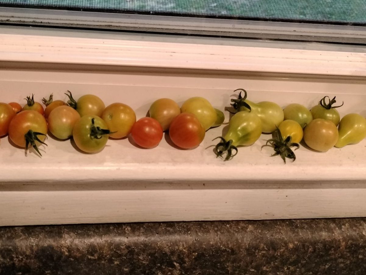 wp-17205852876182112450030425007178