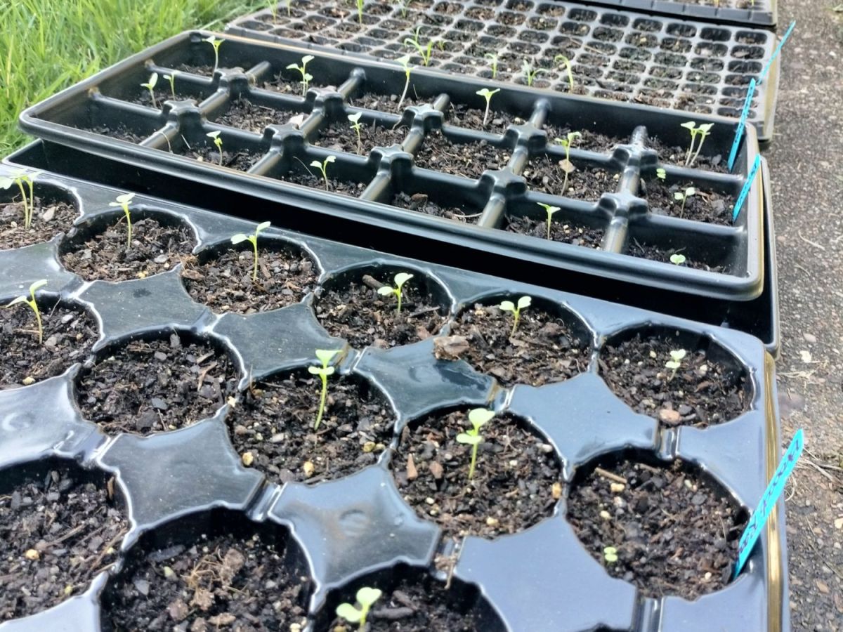 Changing It Up In The&nbsp;Garden