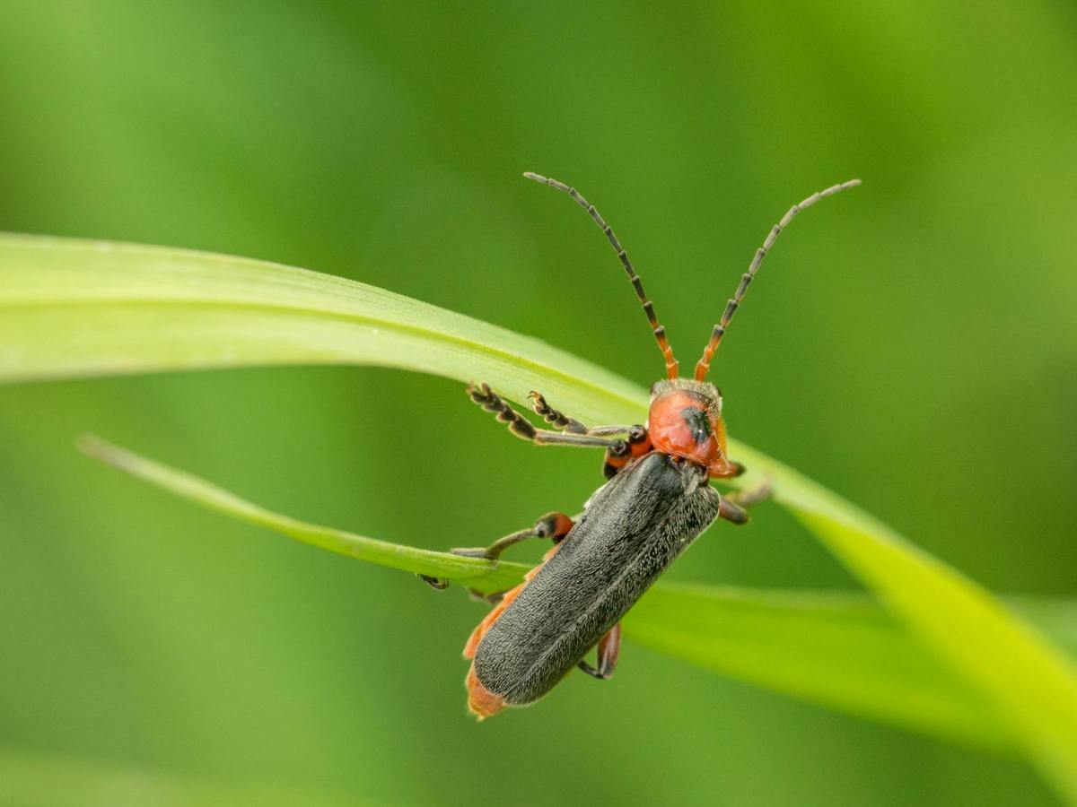 Group Activity: Writing a&nbsp;Villanelle