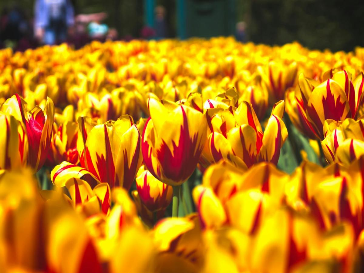 GardenMaxxing in the Age of AI&nbsp;Slop